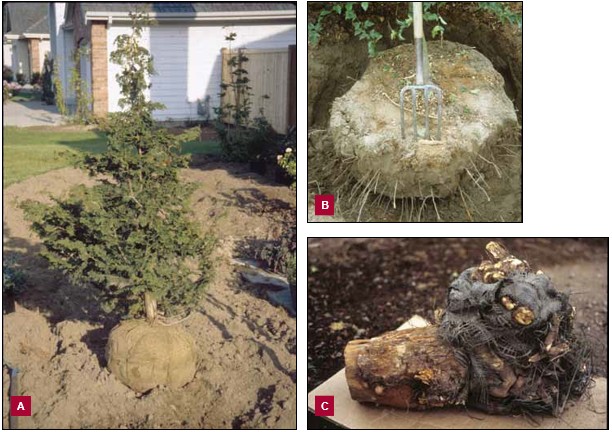 Three photographs showing a balled-and-burlapped tree root ball. On the left, Image A shows the root ball wrapped tightly in burlap and secured with twine. In the top right, Image B shows the burlap removed from the top and sides, exposing roots around the soil ball. On the bottom right, Image C shows synthetic burlap still wrapped around roots growing into the surrounding soil.