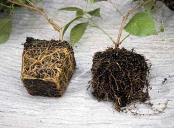 Two plants with root systems before planting. On the left, the plant has roots circling densely around the outside of the root ball. On the right, the roots have been loosened and spread outward into a more natural shape.