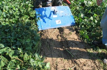 A blue rototiller refreshing and tilling the soil over cover crops.