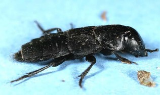 A shiny segmented black beetle.