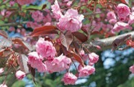 Small pink flowers on a tree branch.