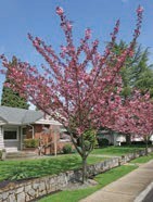 Large upward branches on a small tree with pink flowers.