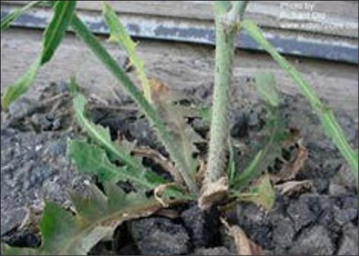 A green weed whose stem has brown downward-facing hairs near the base.