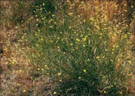 A large green bush with many small yellow flowers.