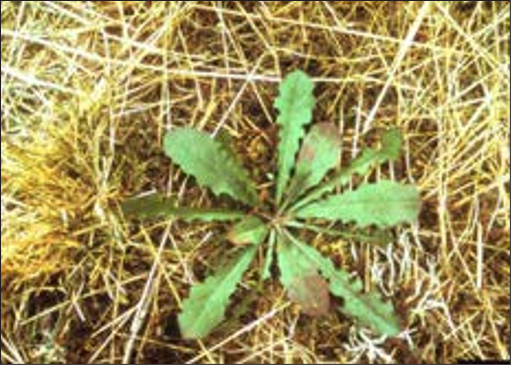 A green weed rosette with spiky lobed leaves.