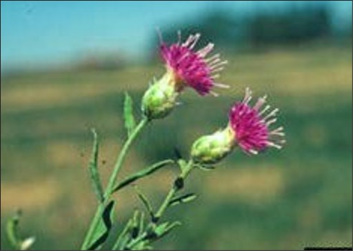 Small purple flowers on bulbous bases with white seed plumes.