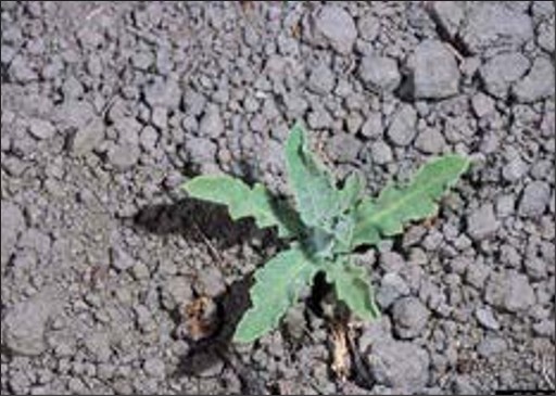 A green weed rosette with lobed leaves.