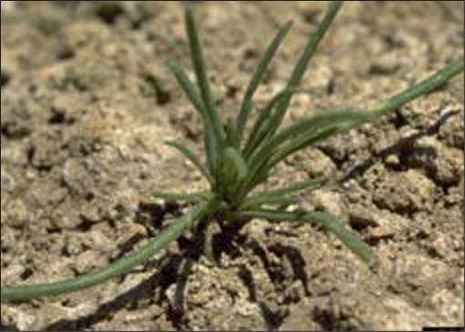 A small weed seedling with a few long, thin leaves.