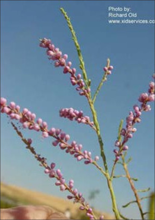 Small racemes on bare stems made up of pink capsules.