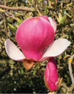 A pink bulbous flower. The undersides of the petals are white.