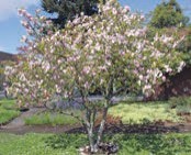 A small tree with green leaves and pink flowers.
