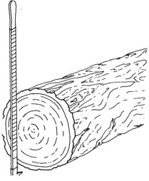 Large log viewed from its cut end with a long, narrow measuring stick positioned against the log.