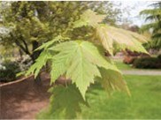 Green maple leaves.