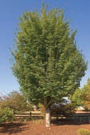 A large tree with green leaves.