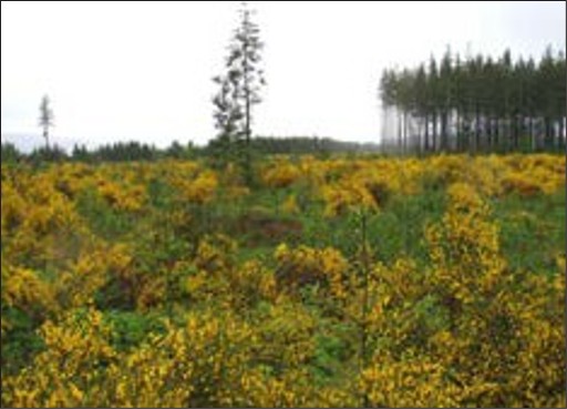 A field of blooming yellow scotch broom.