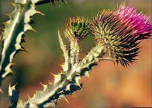 A close up of a spiny green stem and spiny base for a purple flower with thin, vertical petals.