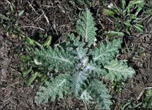 A green weed rosette with spiky lobed leaves.