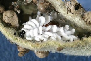 White, fuzzy, long stripes on nesting larvae.