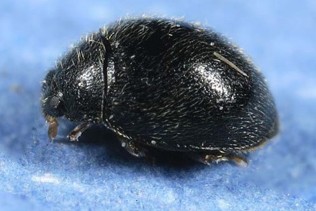A round, black, and shiny bug with small hairs along its body.