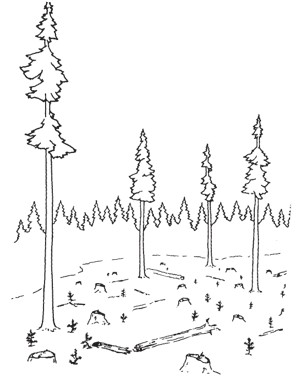 Partially cleared forest containing several tall, widely spaced trees, numerous stumps, and young saplings.