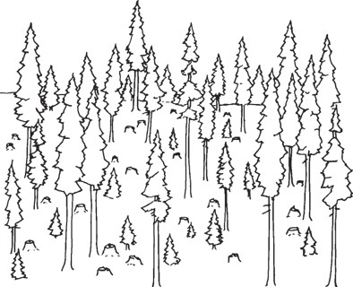 Uneven forest stand containing trees of many different heights and sizes, with numerous small trees beneath taller trees.