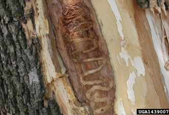 A single winding, serpentine emerald ash borer gallery beneath ash bark.