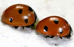 Two round and red beetles with black spots.