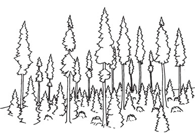 Forest stand containing a mixture of tall mature trees and smaller trees, with numerous young trees and low vegetation beneath.