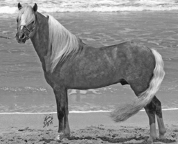 Shetland horse.