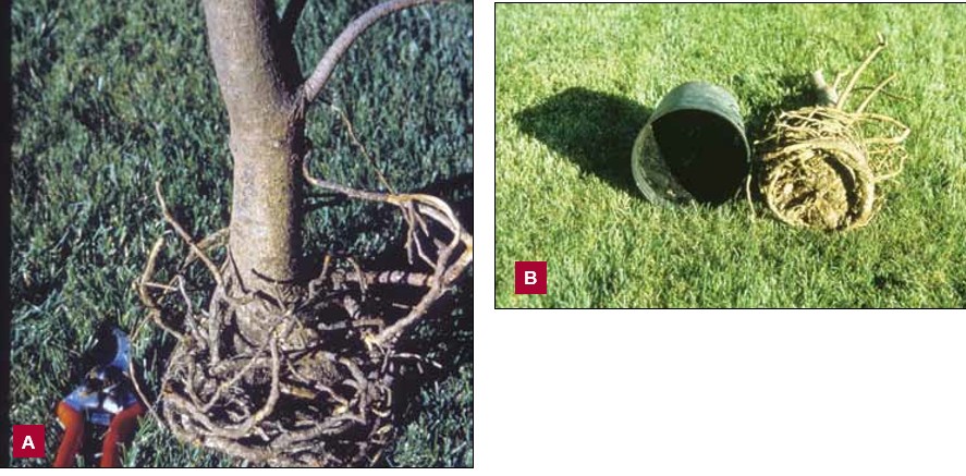 Two photographs showing the root system of a dead shore pine. On the left, Image A shows exposed roots circling tightly around the trunk. On the right, Image B shows the underside of the compact root ball, which retains the round shape of its original nursery container.