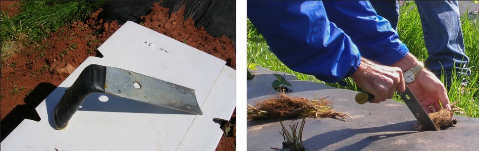 Two pictures. The photo on the left shows a simple metal tool, composed of a metal slab attached to a handle at 90 degrees. The picture on the right shows a person using the tool to drive the roots of a plant into the plastic that covers the soil.