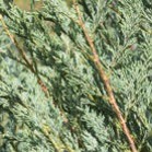Pine branches with green needles.