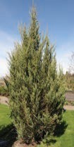 A small evergreen tree with green needles.