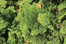 Pine branches with green needles.