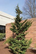 A small evergreen tree with green needles.