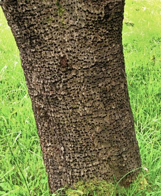Ash trunk covered with small, evenly spaced holes made by sapsuckers.
