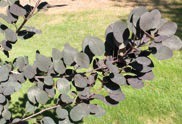 Small, round grey leaves on a branches.
