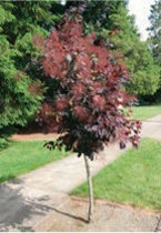 A small tree with red leaves.