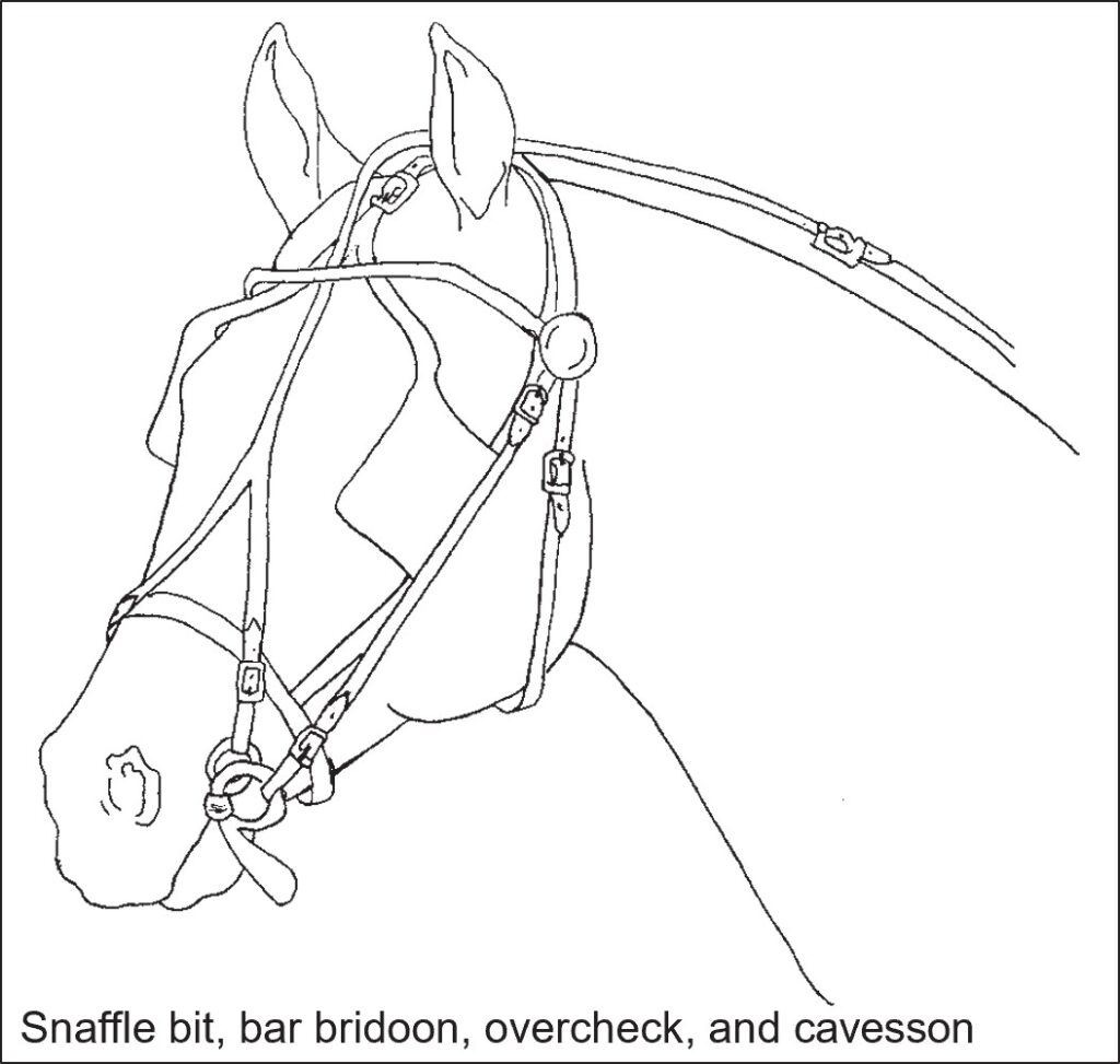 Horse head fitted with a driving snaffle bit, bar bridoon, overcheck, and cavesson.