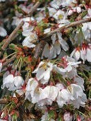 Small flowers that are drooping off of a branch. The flowers are white with red bases.