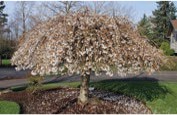 A small tree with drooping branches that are trimmed into a dome shape, with white flowers.