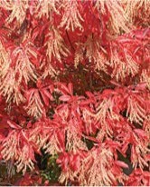 Red drooping leaves with cream-colored drooping small flowers.