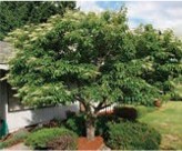 A tree with green leaves and small, cream-colored flowers.