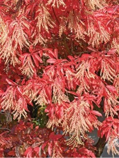 Red drooping leaves with cream-colored drooping small flowers.