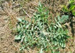 A green weed rosette with spiky lobed leaves.