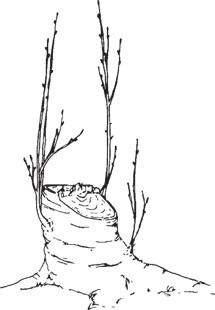 Tree stump with several upright shoots growing from the stump.