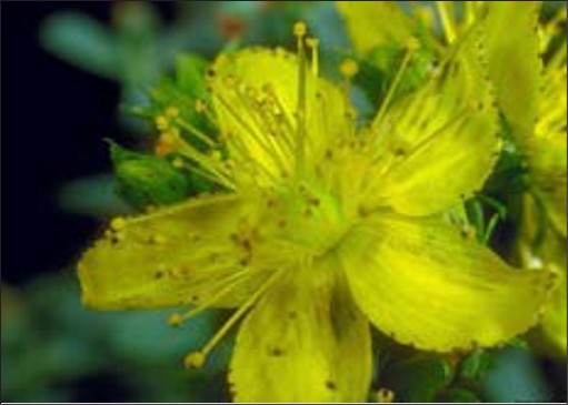 A closeup of a St. Johnswort flower. The flower has five yellow petals with small black dots on the edges, as well as many stamen.