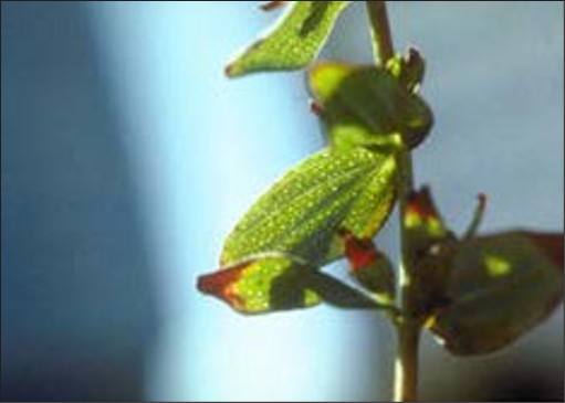 Small white dots on leaves.