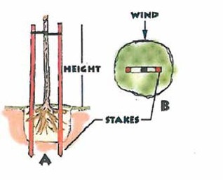 Two diagrams showing tree staking. On the left, Image A shows a young tree secured between two stakes with flexible straps around the lower trunk. On the right, Image B shows a top-down view of the tree centered between two parallel stakes connected by straps.