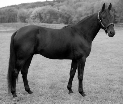 Standardbred Horse.